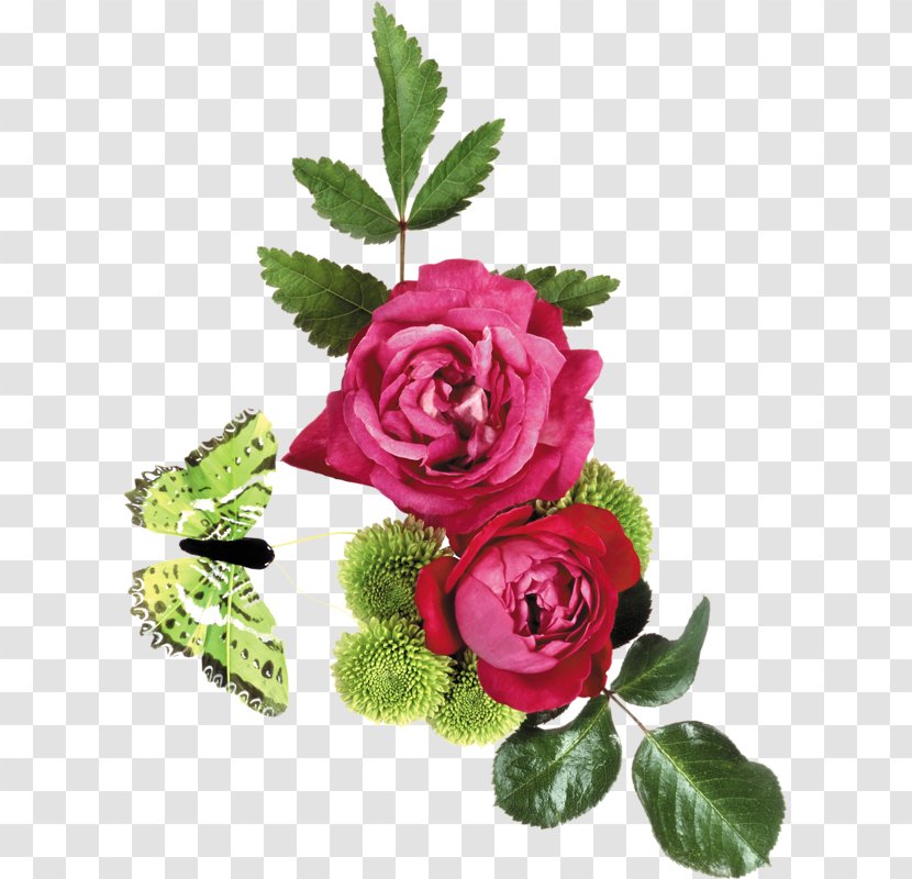 Garden Roses Flower Clip Art - Rosa Centifolia Transparent PNG