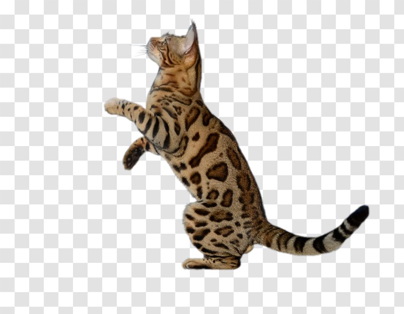Bengal Cat California Spangled Sokoke Toyger Dragon Li - Domestic Short Haired - Cats Transparent PNG