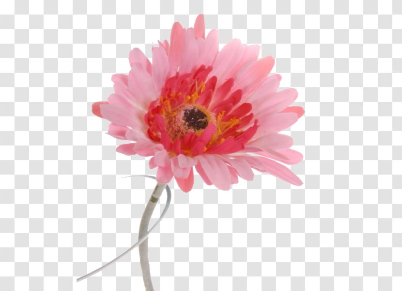 May 25, 2018 Transvaal Daisy Facebook Pinterest Cut Flowers - Magenta Transparent PNG