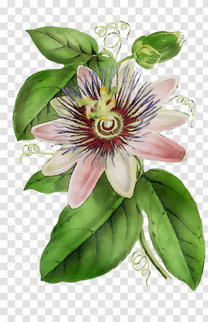 Purple Passionflower Granadilla Lily Of The Incas Passion Flower - Giant Transparent PNG