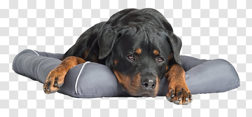 Puppy Dog Breed Austrian Black And Tan Hound Rottweiler Bed Transparent PNG
