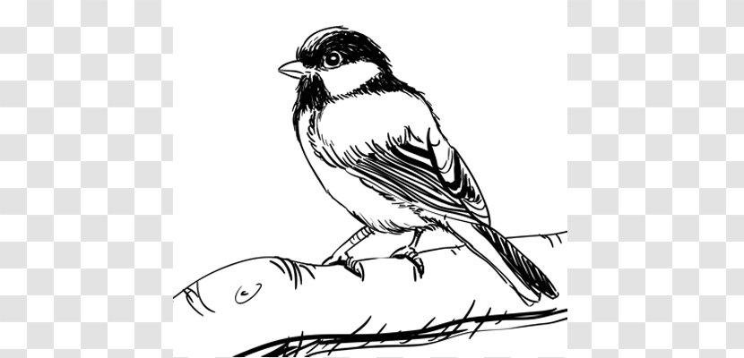 House Sparrow Drawing Birds Sketch - Songbird - Bird Transparent PNG
