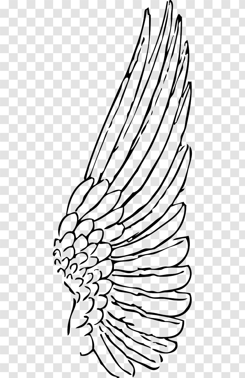 Bird Line Drawing - Vascular Plant - Blackandwhite Transparent PNG