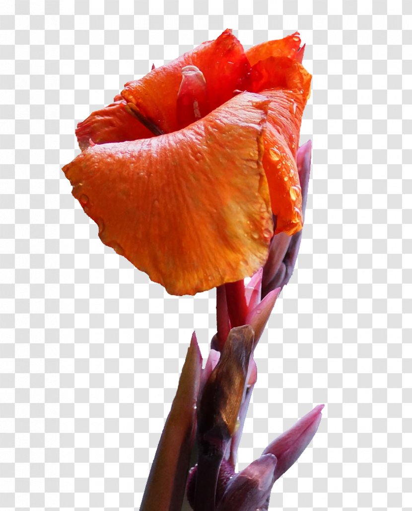 Canna Indica Flower Icon - Cannabis Pictures Transparent PNG