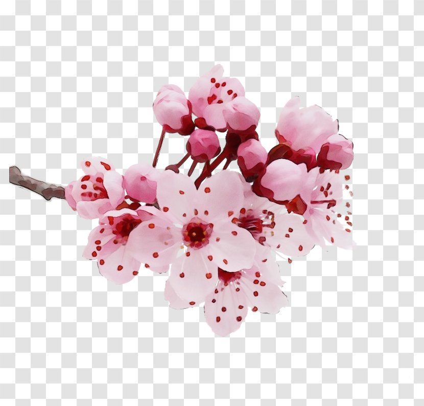 Cherry Blossom - Flowering Plant Cut Flowers Transparent PNG