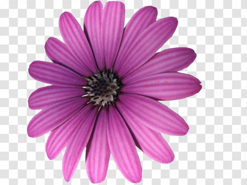 Purple Clip Art - Flowering Plant - Pink Transparent PNG