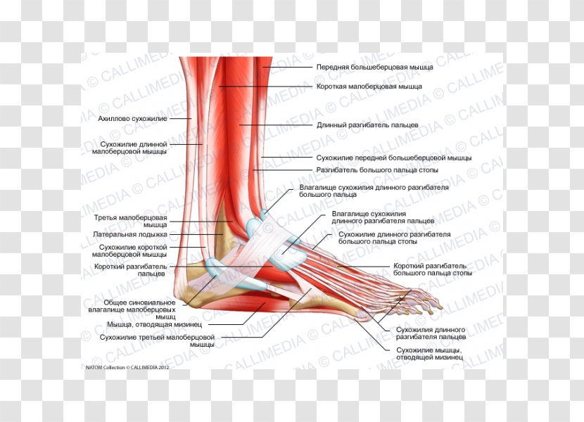 Nerve Extensor Digitorum Longus Muscle Foot Hallucis - Watercolor - Anatomy Transparent PNG