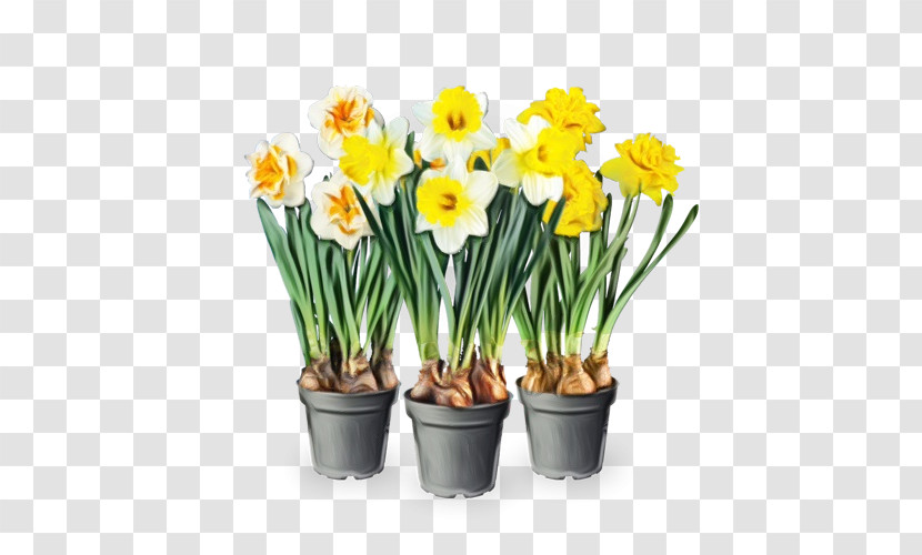 Plant Stem Cut Flowers Floristry Narcissus Flowerpot Transparent PNG