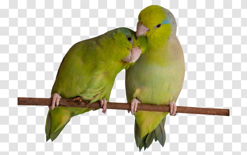 Lovebird Parakeet Feather Beak - Bird Transparent PNG