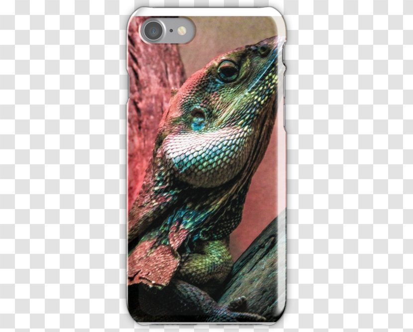 Iguanas Close-up - Lizard - Frilled-neck Transparent PNG