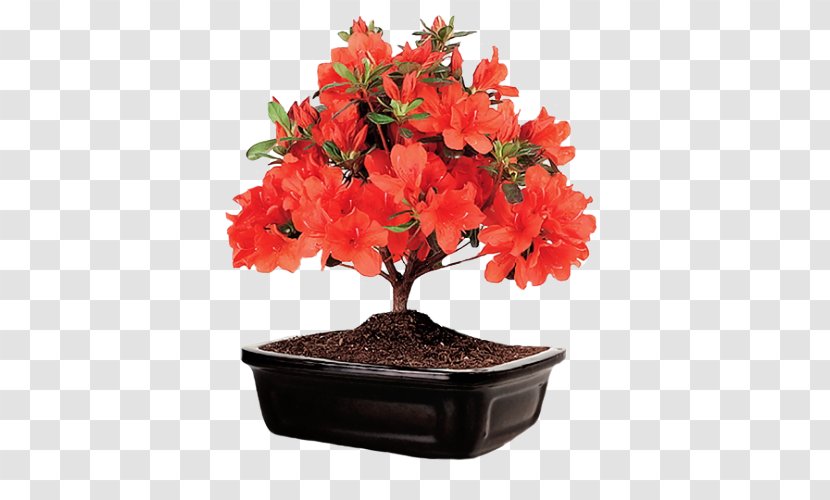 Bonsai Satsuki Azalea Flower Ficus Retusa - Rhododendron - Post It Transparent PNG