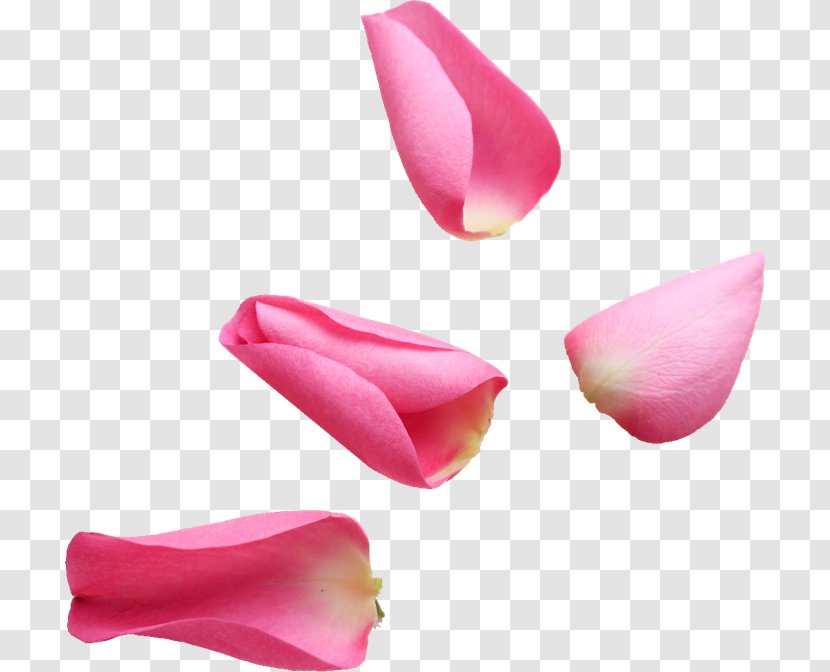 Petal Pink Flower Rose - Tulip Transparent PNG
