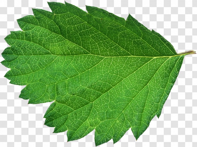 Leaf Green Bladnerv Color - Tree Transparent PNG