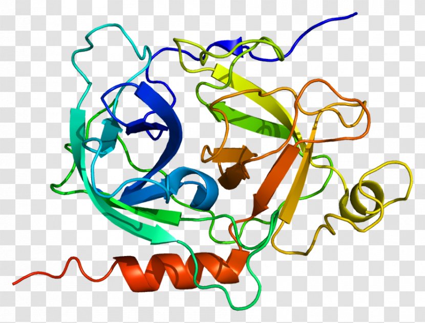 GZMK Granzyme Protein Gene Serine Protease - Heart - Watercolor Transparent PNG
