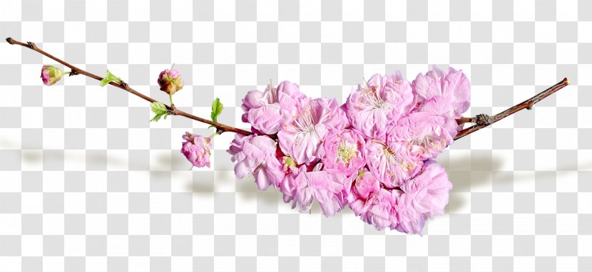 Cut Flowers Blog - Floral Design - Spring Transparent PNG