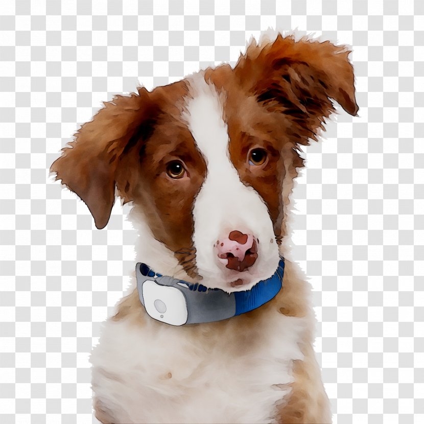 Cat Shiba Inu Dog Collar Breed - Sporting Group Transparent PNG
