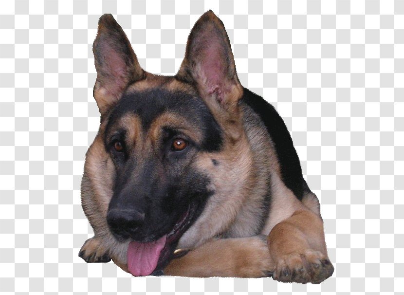 King Shepherd Old German Dog East-European Shiloh Kunming Wolfdog - Snout - Breed Group Transparent PNG