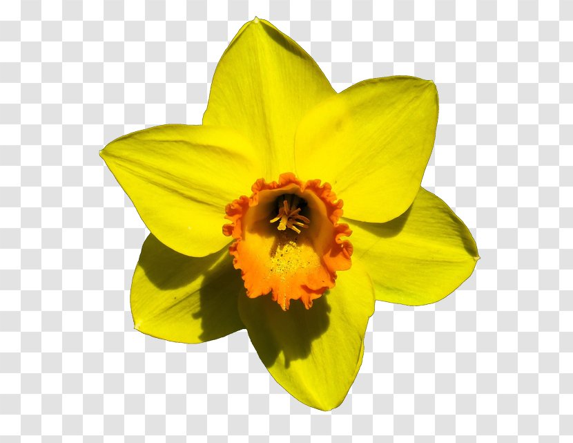 Narcissus Pseudonarcissus Flower Bulb - Snowdrop Transparent PNG