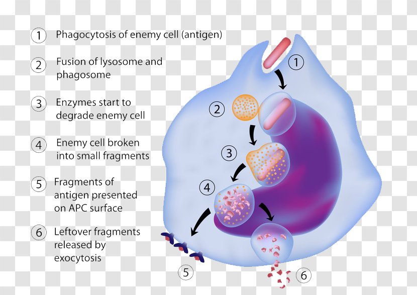 Antigen-presenting Cell Antigen Presentation Macrophage Immune System - Lymphocyte - Biology Transparent PNG