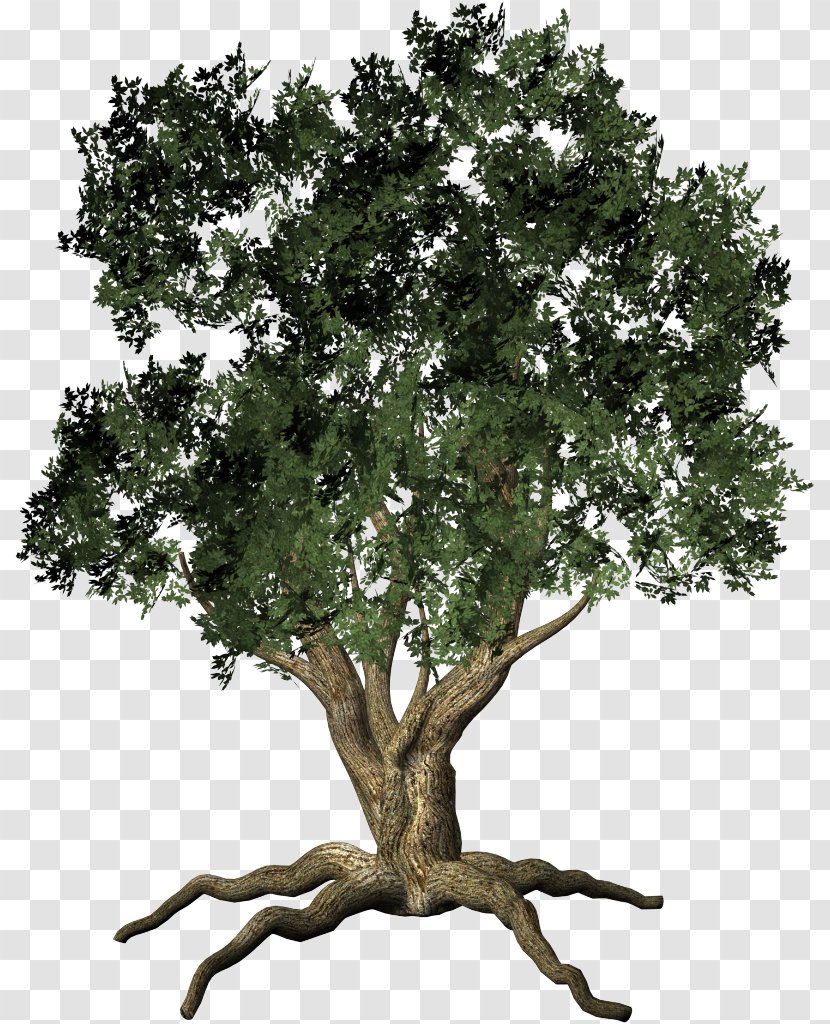 Tree Shrub Clip Art - Oak Transparent PNG