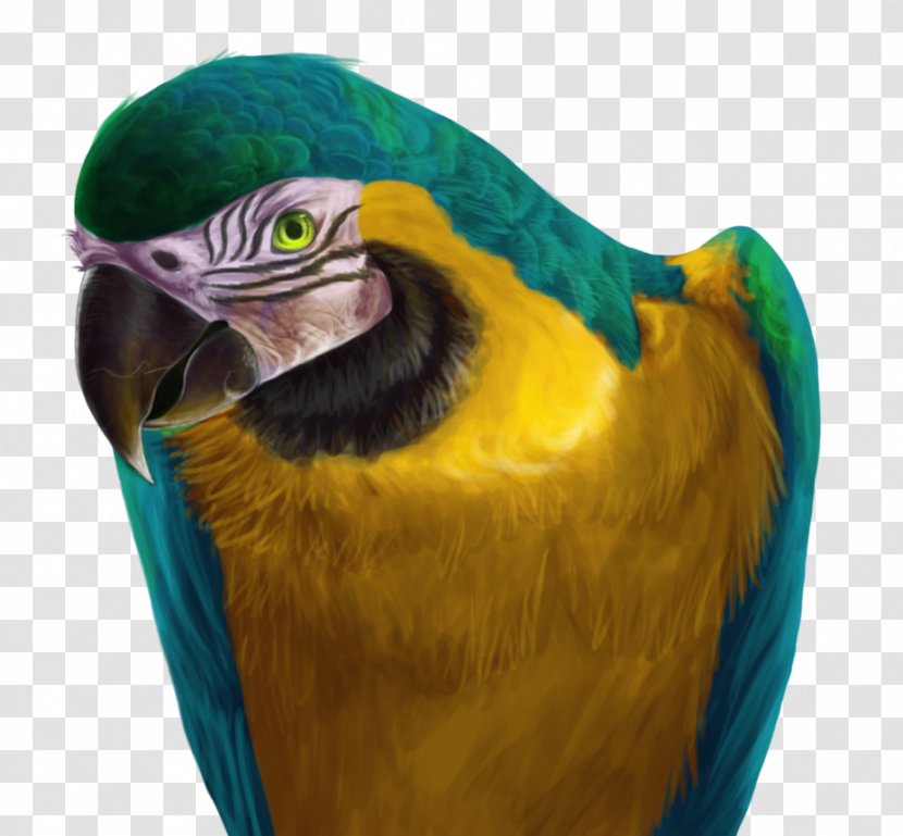 Parrot Blue-and-yellow Macaw Hyacinth Drawing - Common Pet Parakeet Transparent PNG