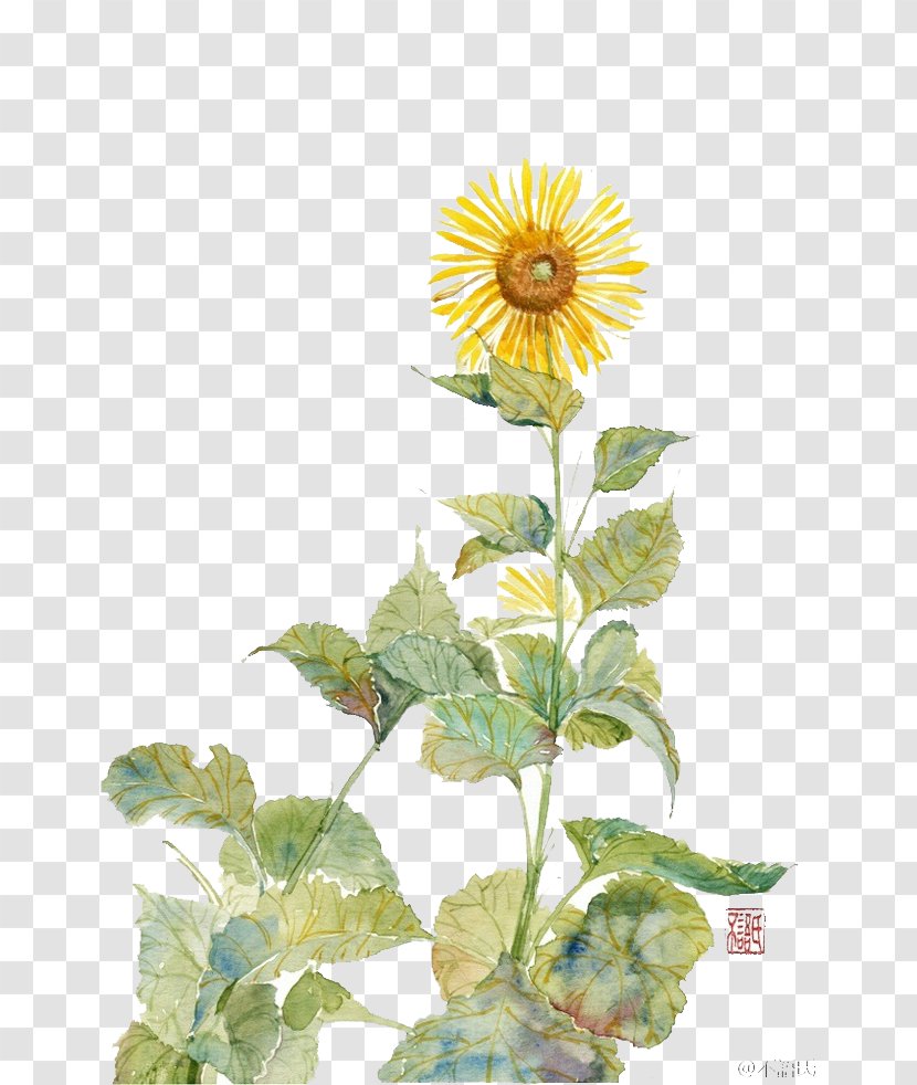 Common Sunflower Student Movement Painting Flowers Watercolor - Flowering Plant - Hand Painted Sunflowers Transparent PNG