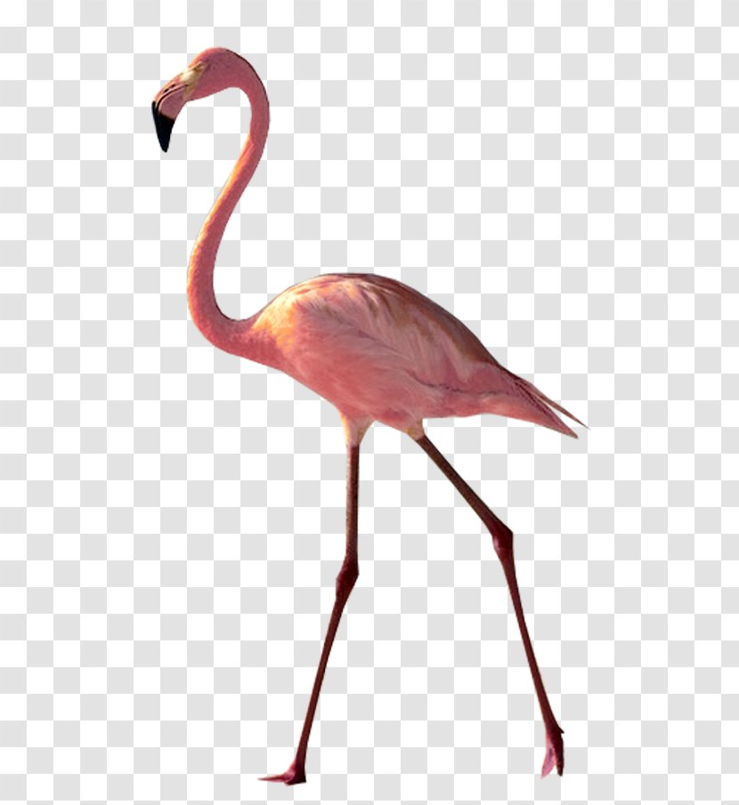 United States Bird Greater Flamingo Southern Cassowary - Neck - Flamingos Transparent PNG