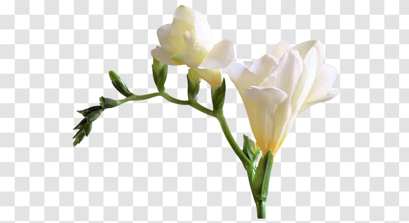 Cut Flowers Clip Art - Google Images - Flower Transparent PNG
