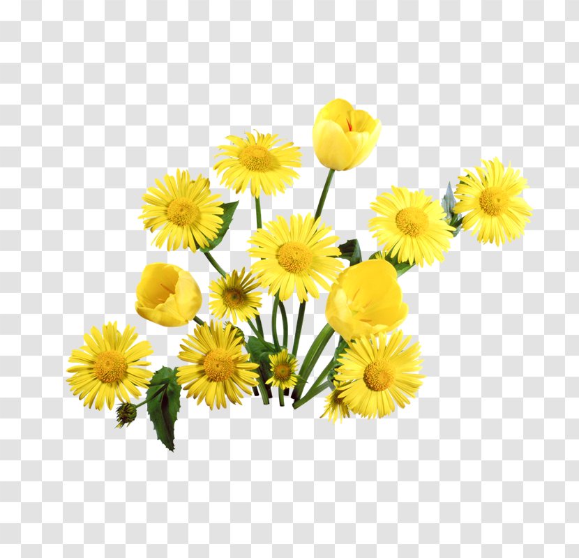 Clip Art Common Dandelion The Amazing Image - Cut Flowers - Floral Design Transparent PNG