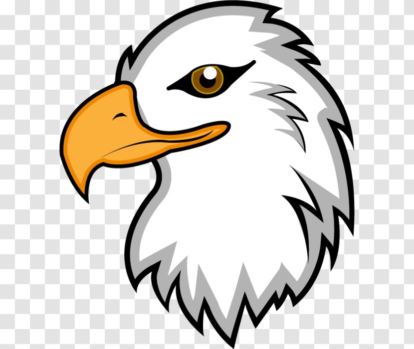 Bald Eagle Clip Art Image Bird - Beak Transparent PNG