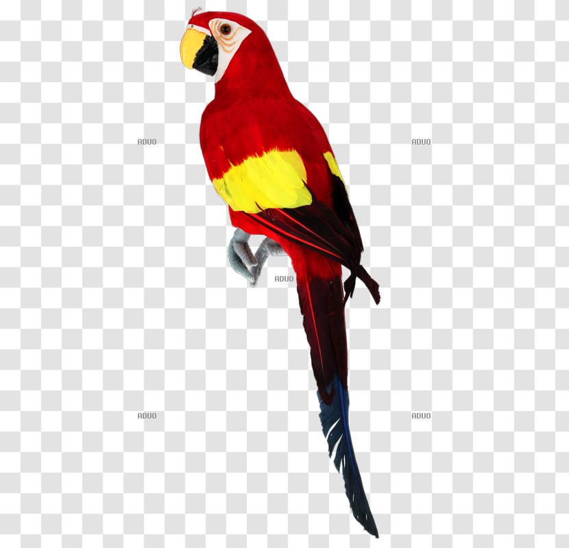 Macaw Bird Loriini Chicken True Parrot - Animal Transparent PNG