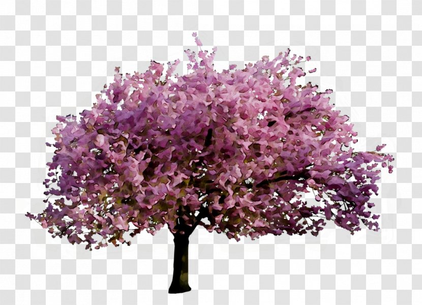 Cherry Blossom ST.AU.150 MIN.V.UNC.NR AD Shrub Amusement Park Gastronomy - Plants - Spring Transparent PNG