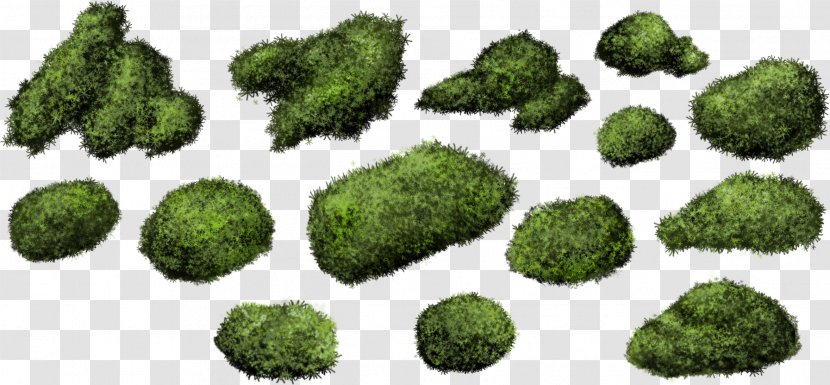 Shrub Moss Bryophyte Plant - Bushes Transparent PNG