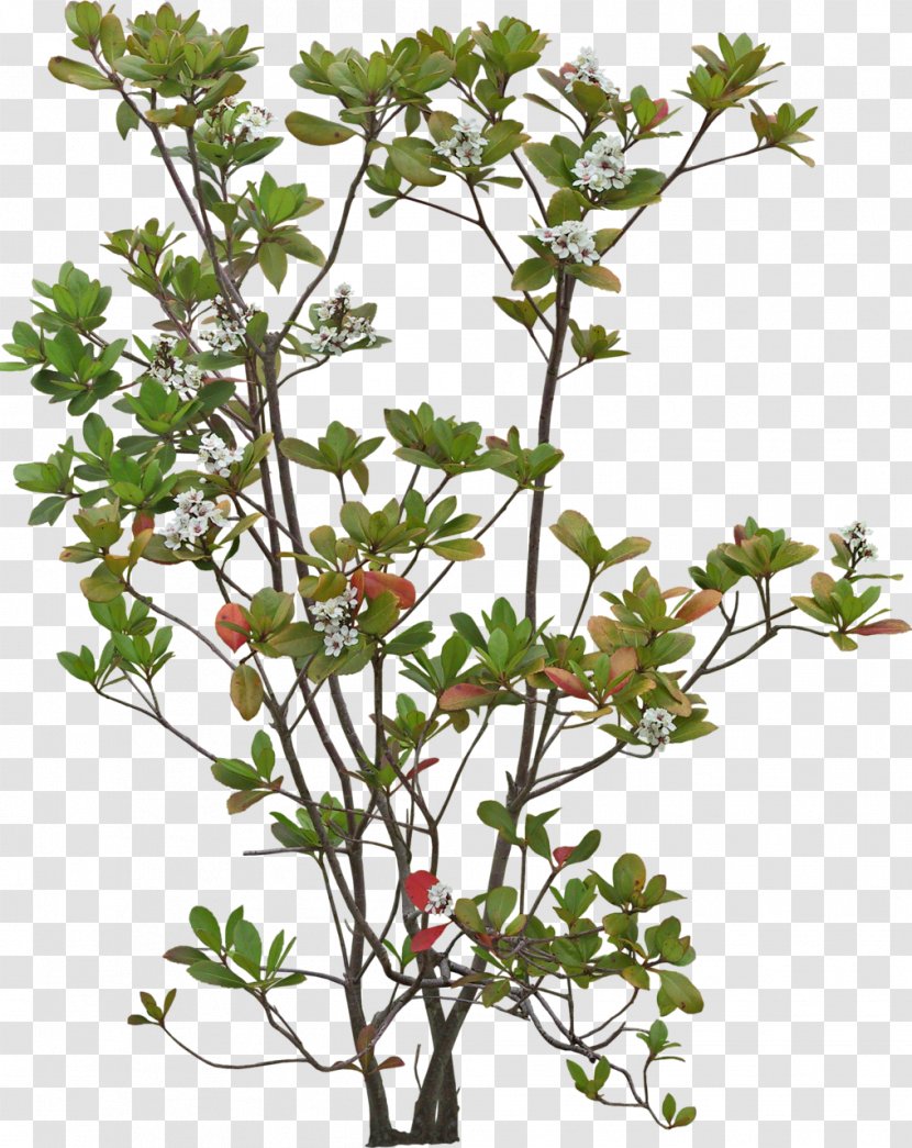 Plum Blossom - Branch - Viburnum Geranium Transparent PNG