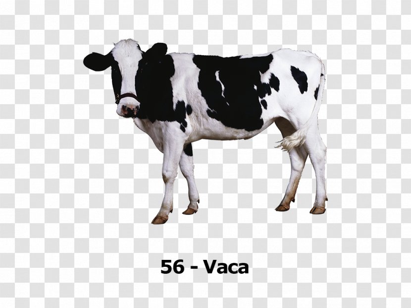 Holstein Friesian Cattle Milk Calf Murray Grey Ox - Animal Figure Transparent PNG
