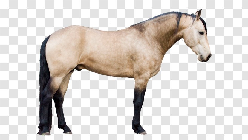 Horse Animal Figure Mane Stallion Mare - Sorrel Przewalskis Transparent PNG