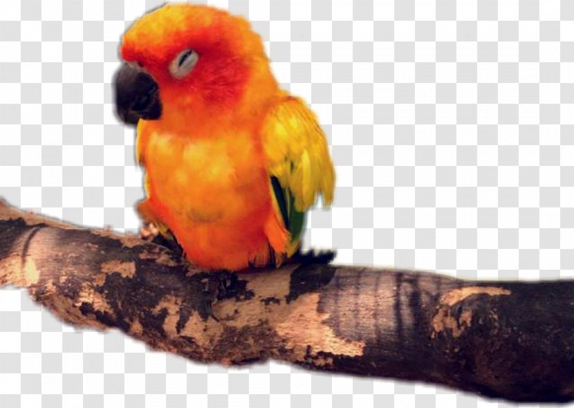 Budgerigar Lovebird Loriini Parakeet - Beak - Logan Paul Transparent PNG