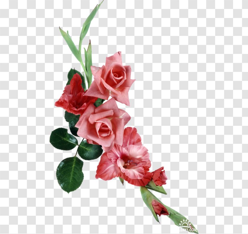 JPEG File Format Computer Clip Art - Rose - Gladiolus Stem Transparent PNG