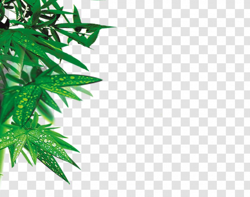 Bamboo Leaf - Tree - Green Leaves Transparent PNG