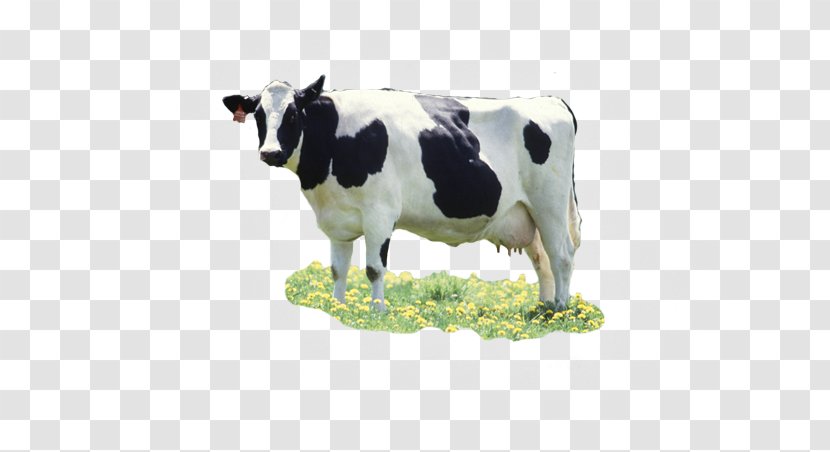 Dairy Cattle Japanese Black Baka Calf Wagyu - Like Mammal - Care Over The Cliff Transparent PNG