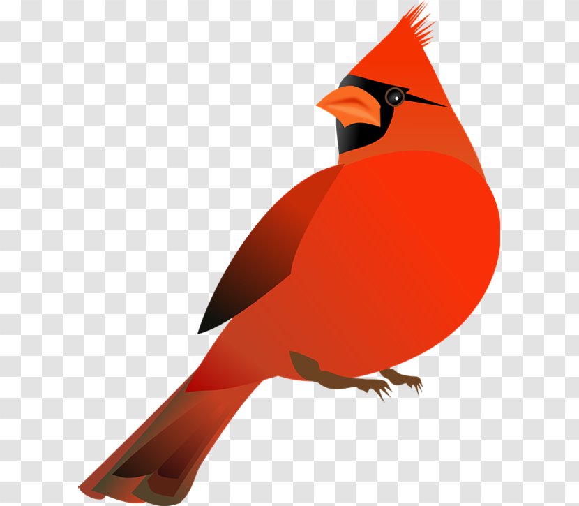 Northern Cardinal St. Louis Cardinals Clip Art - Drawing Transparent PNG