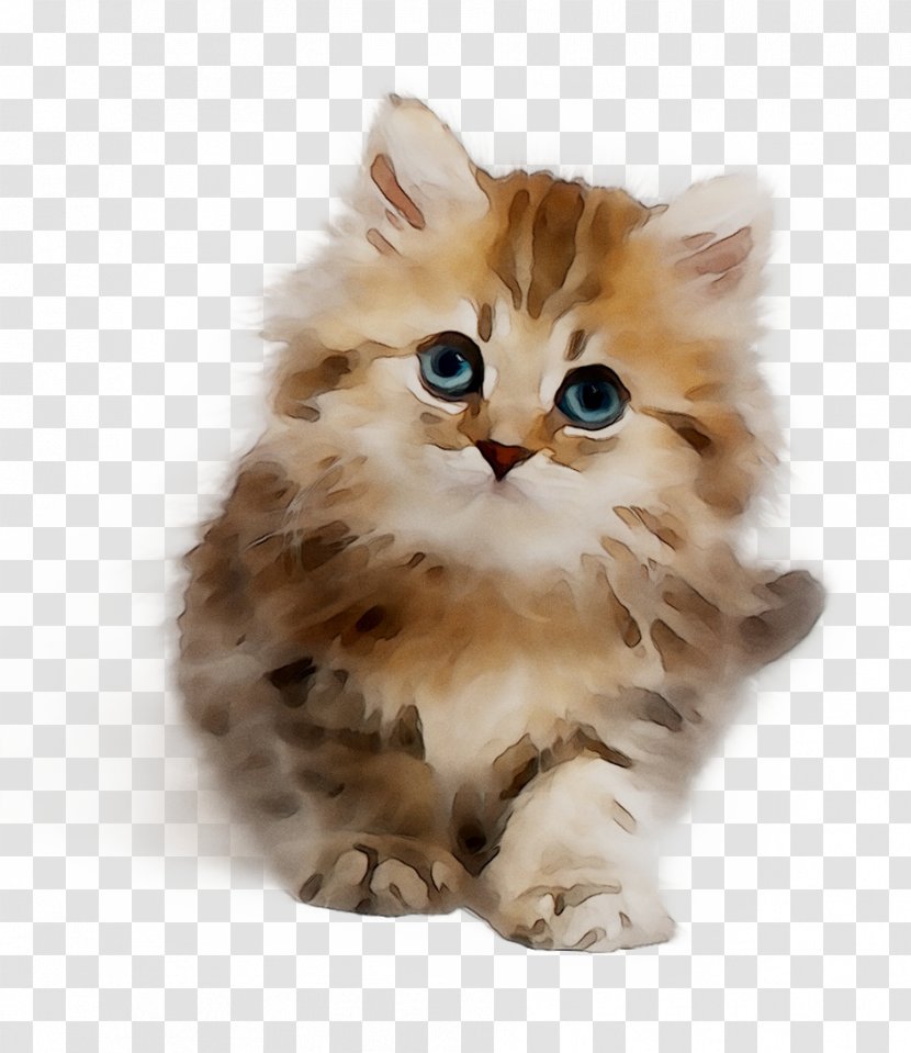 Persian Cat Asian Semi-longhair Ragamuffin Munchkin Norwegian Forest - Napoleon - Tabby Transparent PNG