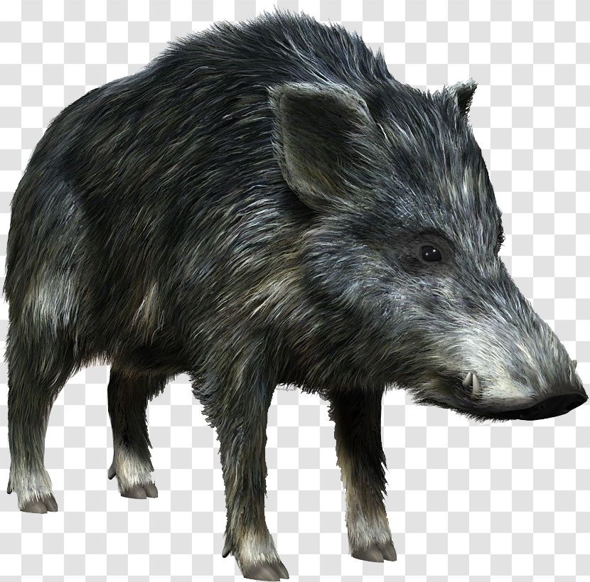 Game Fur 3D Computer Graphics - Texture Mapping - Boar Transparent PNG
