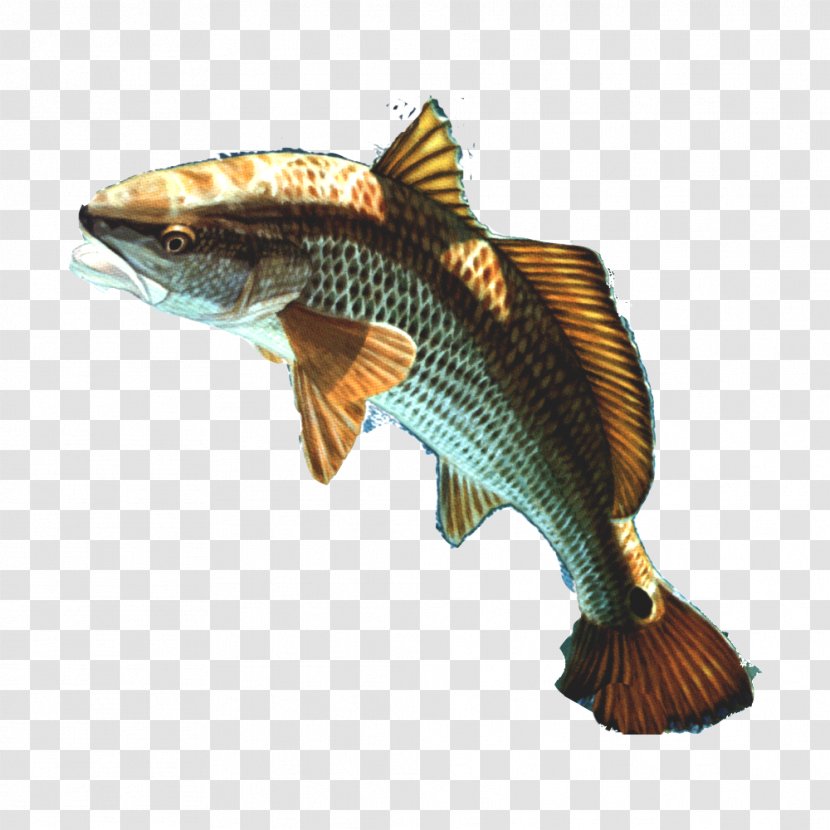 Goldfish Cobia Guppy - Fish Transparent PNG