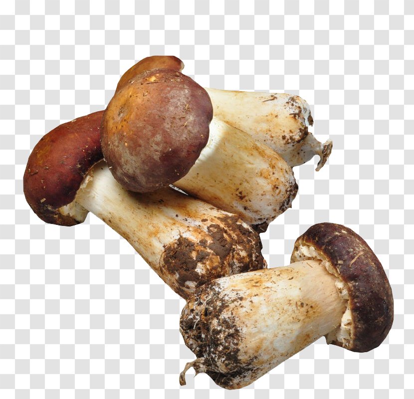 Agaricus Subrufescens Mushroom Matsutake Fungus - Frame - Fresh Blazei Transparent PNG