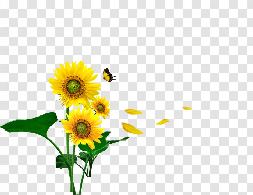 Butterfly Common Sunflower Gratis Computer File Transparent PNG