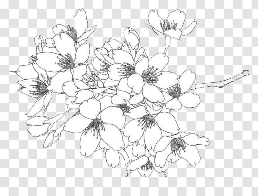 Cherry Blossom Illustration - Flora - Line Drawing Flowers Transparent PNG