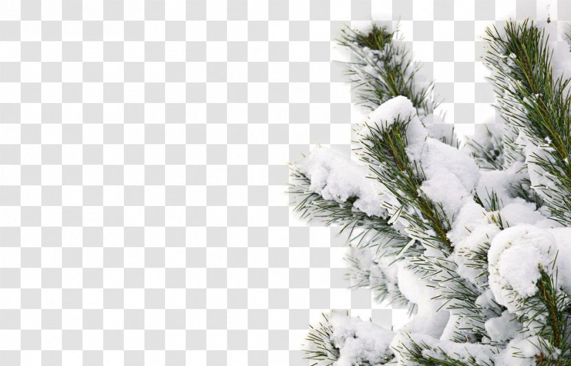 Winter Snow Smile Tree - Snowy Transparent PNG