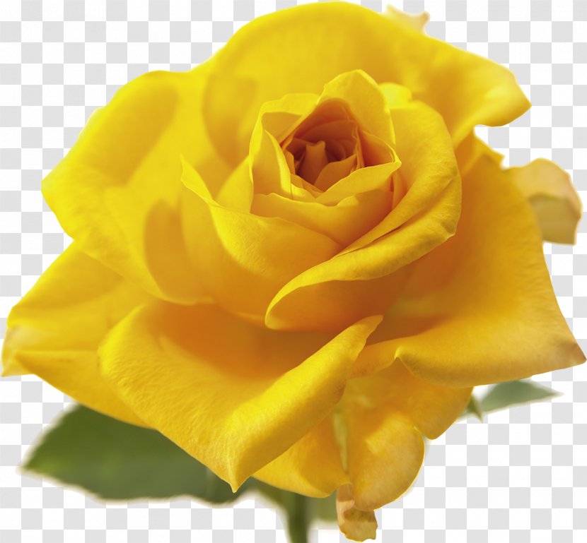 Yellow Flower Vecteur - Rose Transparent PNG