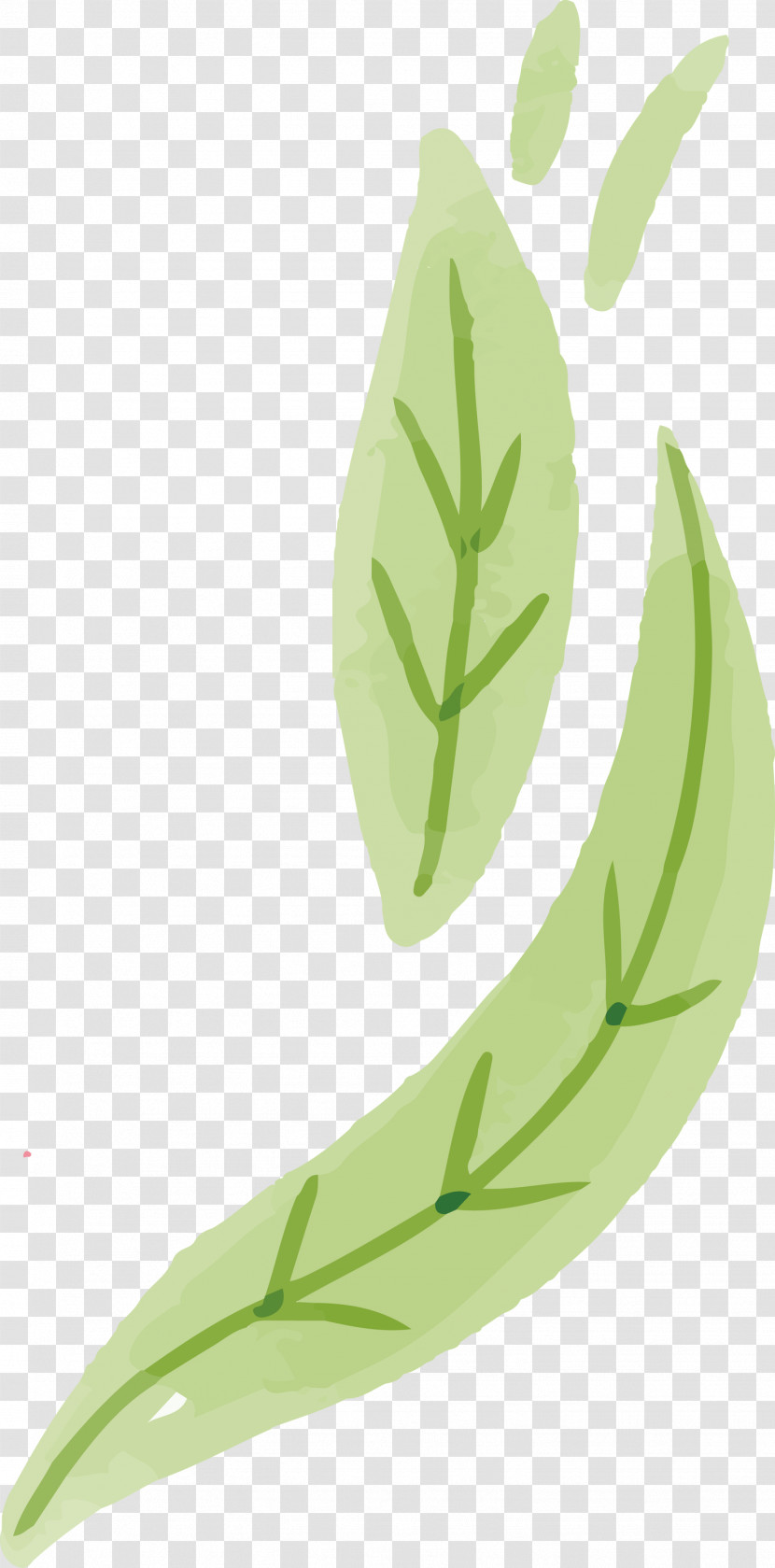 Leaf Plant Stem Grasses Herb Plants Transparent PNG